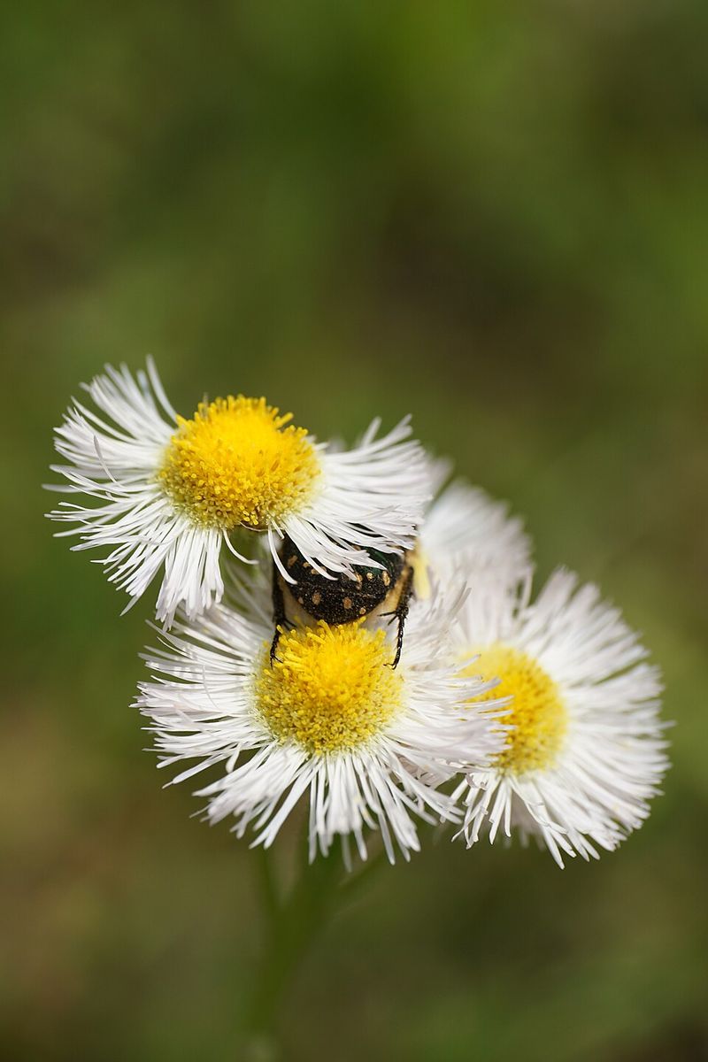 Use Annuals as Small Accents, Not the Whole Plan