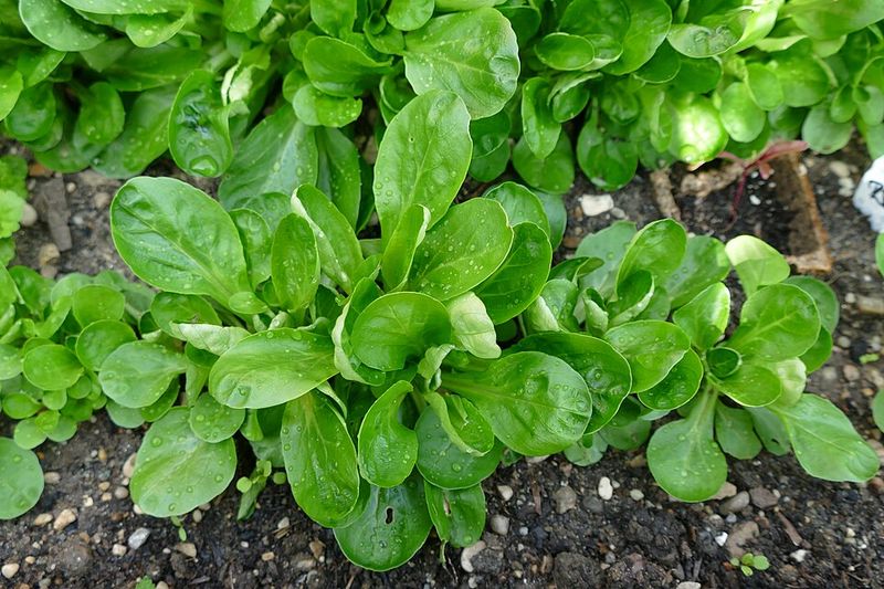 Crowding plants too closely