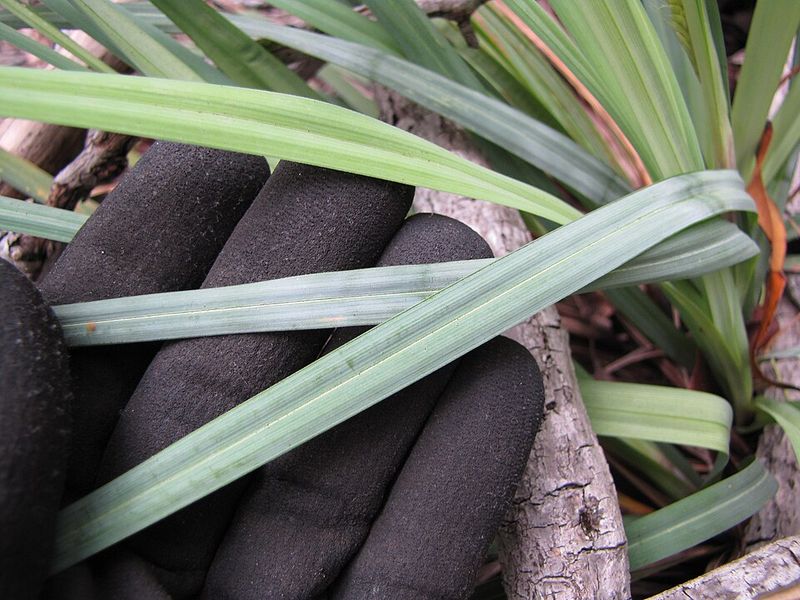 Leaves Look Pale And Growth Stalls