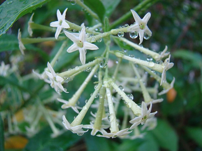 Night-Blooming Jasmine