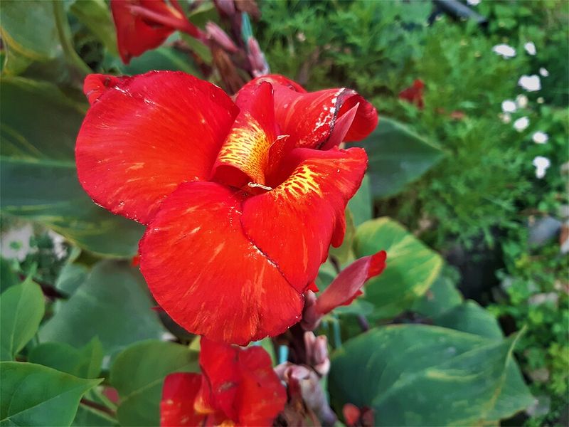 Canna Lily