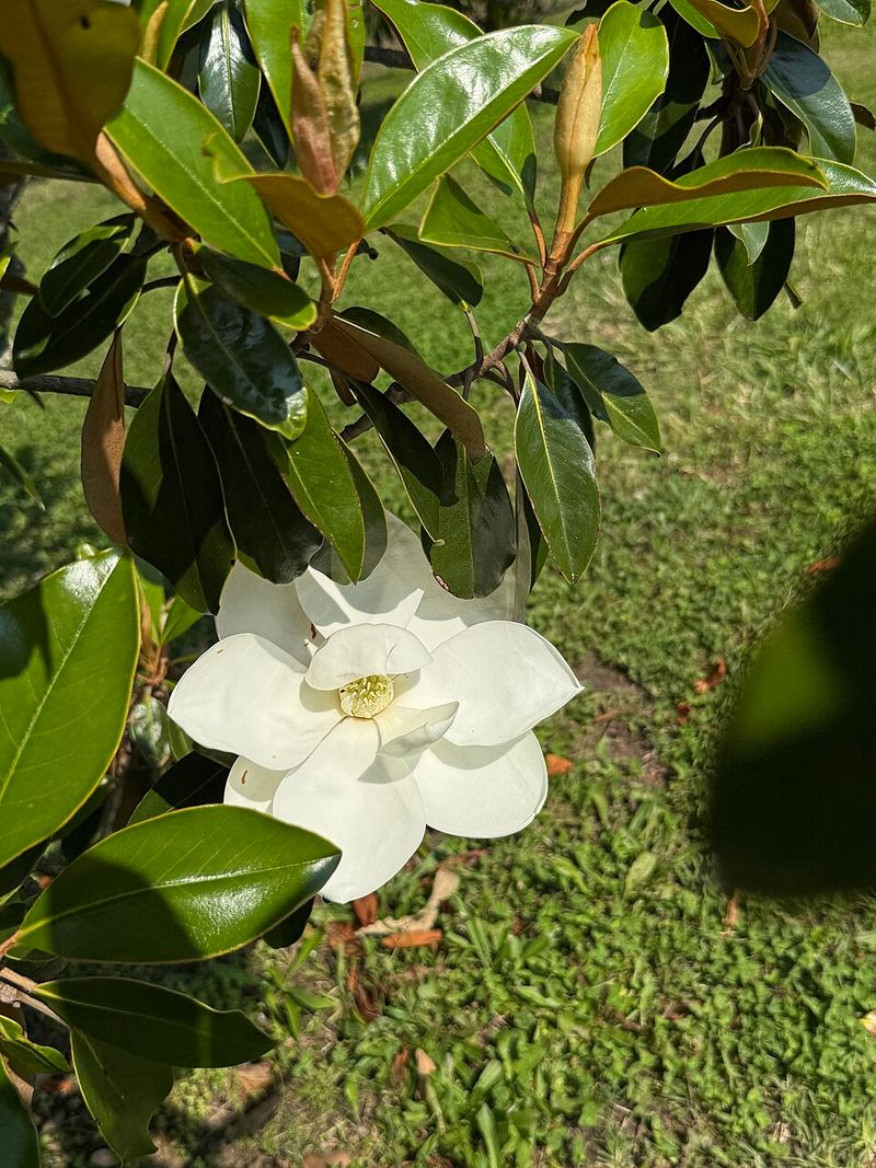 Little Gem Magnolia