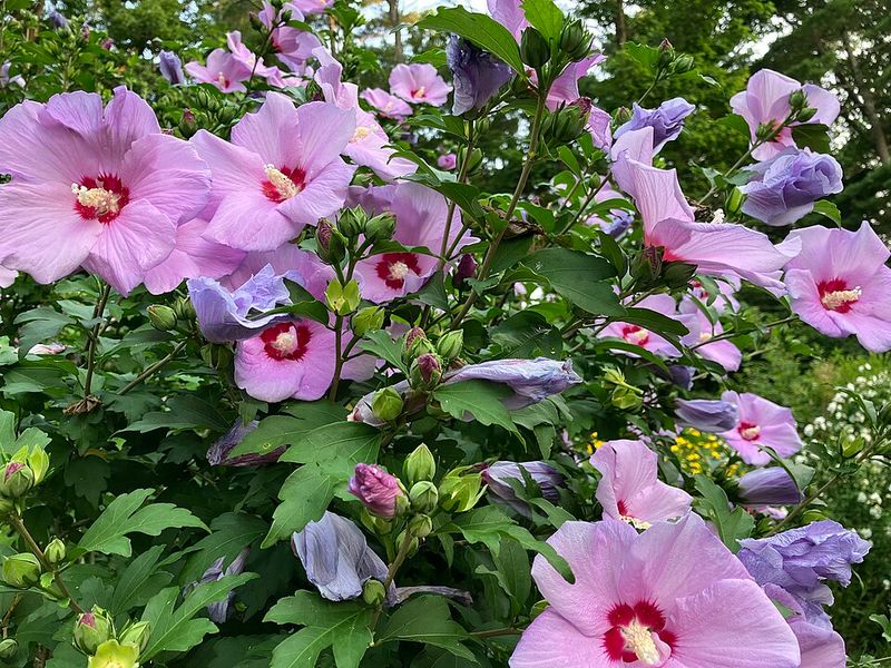 Rose of Sharon