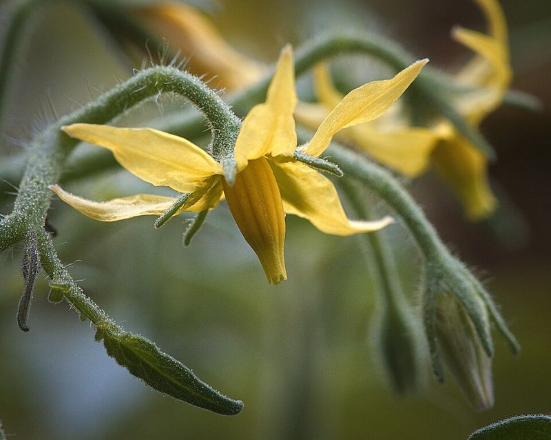 Help Pollination During Still, Humid Weather