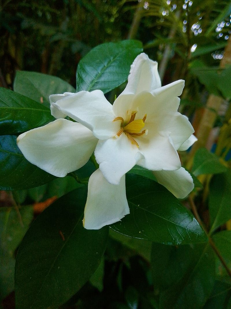 Remove spent blooms and developing seed pods