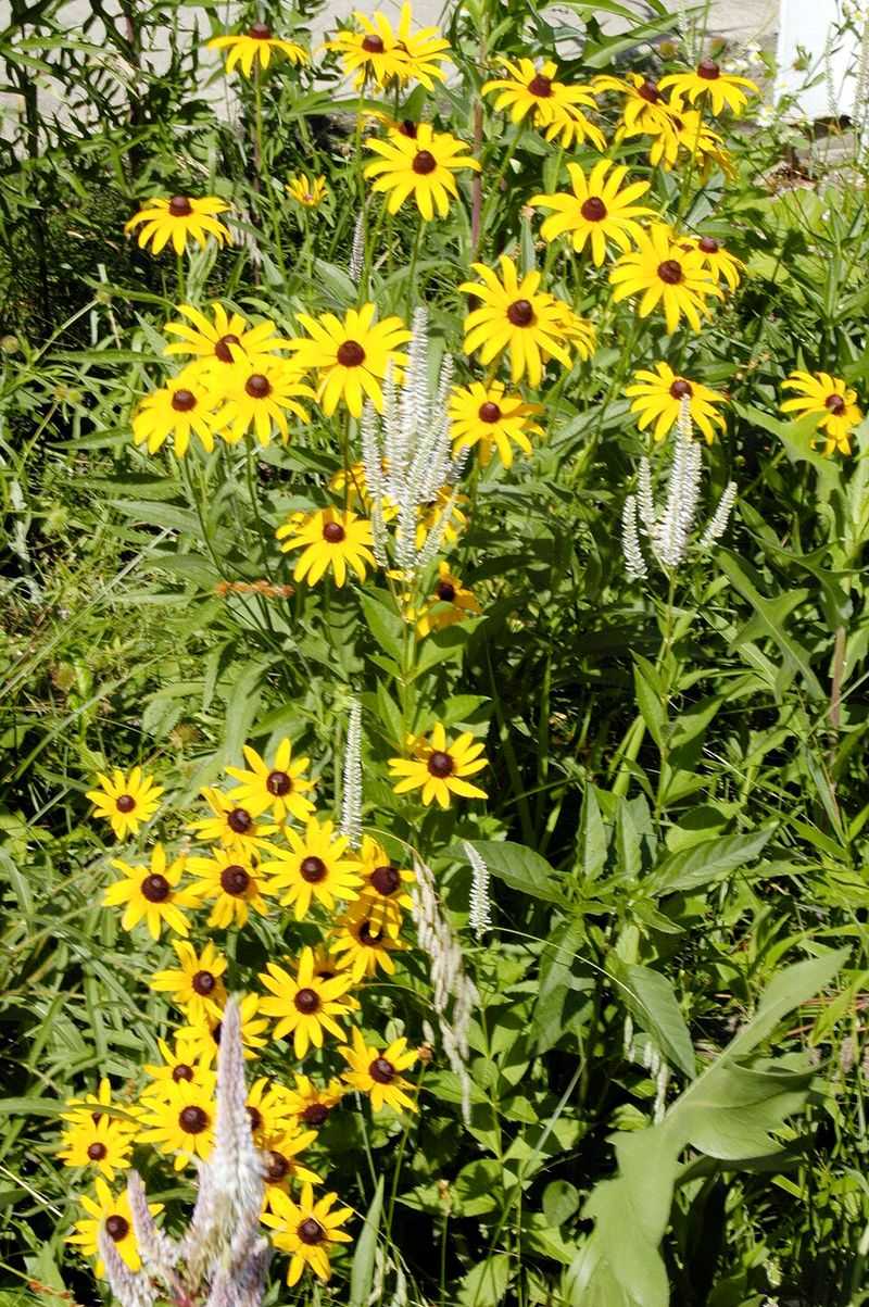 Black-Eyed Susan