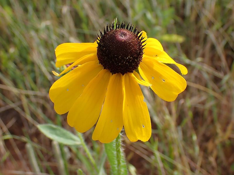 Black-Eyed Susan
