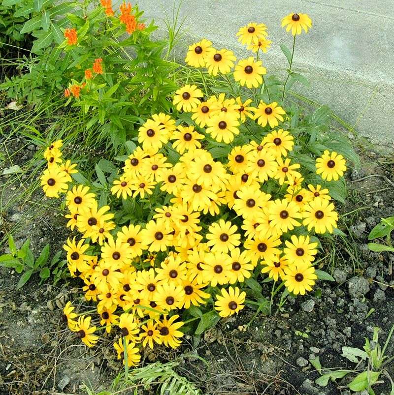 Black-Eyed Susan