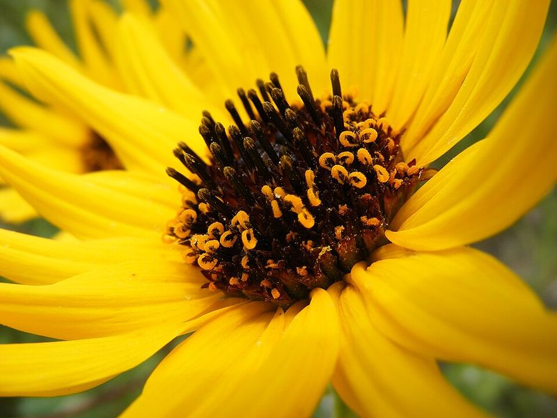 Black-Eyed Susan