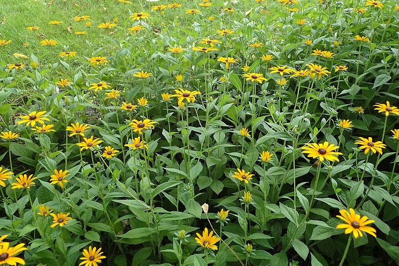 Black-Eyed Susan