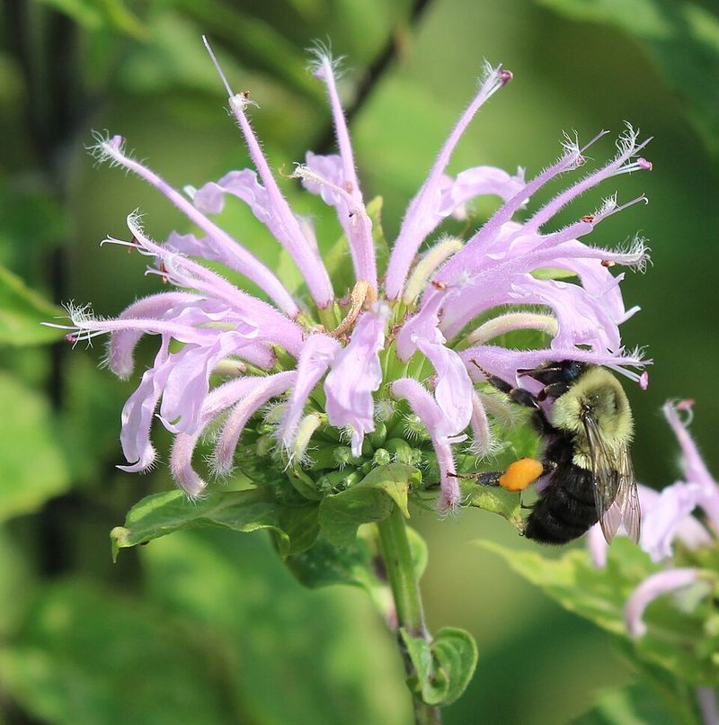 Bee Balm