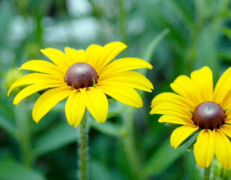 Black-Eyed Susan