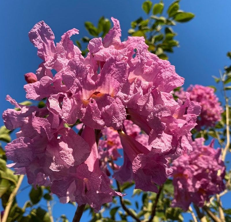 Purple Trumpet Tree