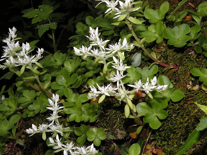 Woodland Stonecrop