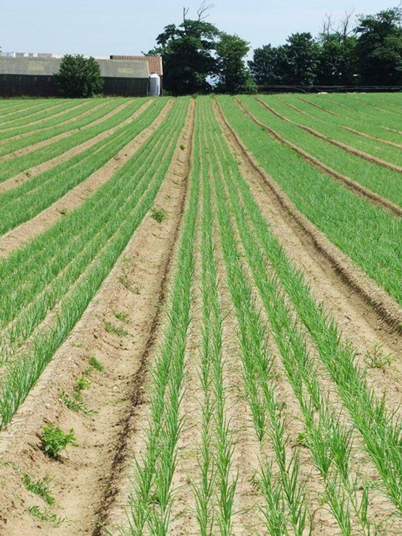 Green Onions