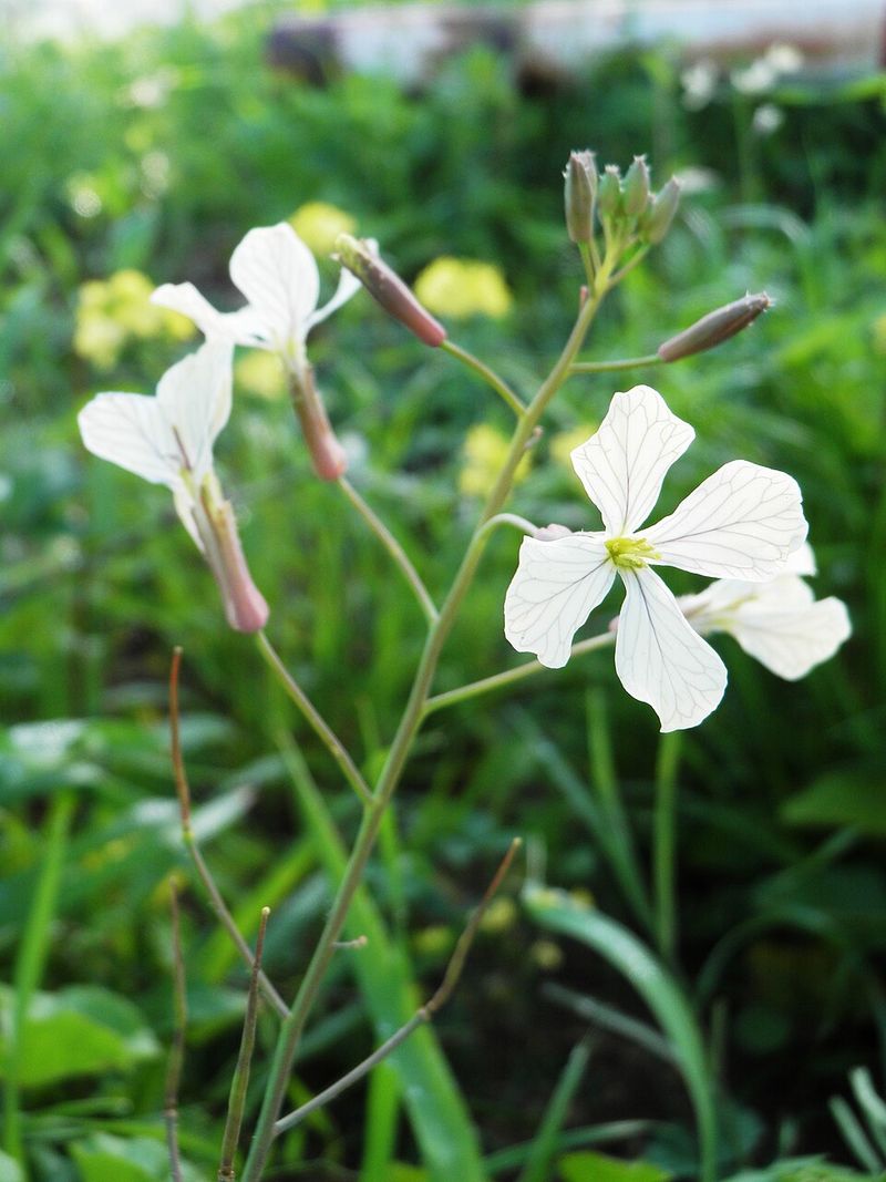 Arugula