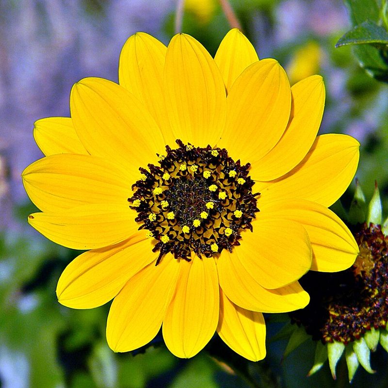 Beach Sunflower