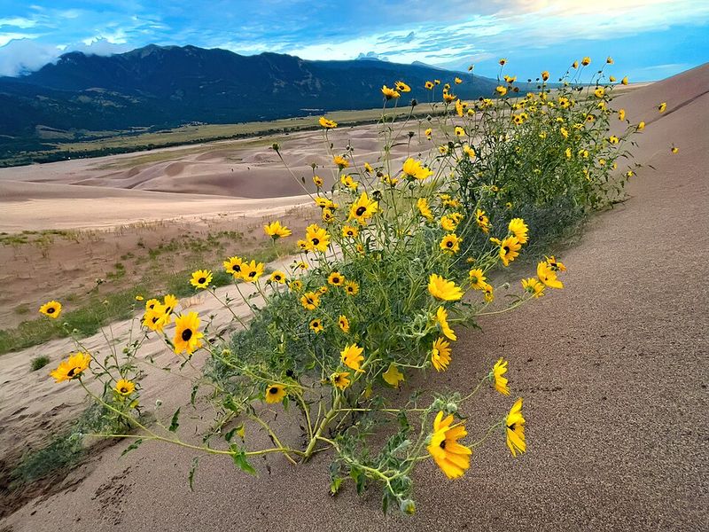 Dune Sunflower