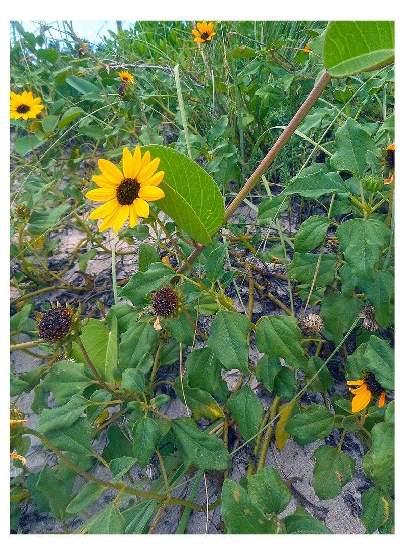 Beach Sunflower