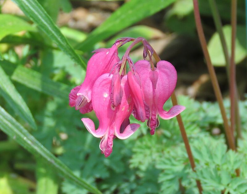 Spring bloomers can reset their energy afterward