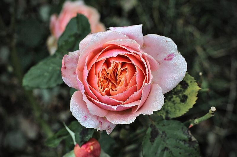 Edible Flowers Make Beds More Playful