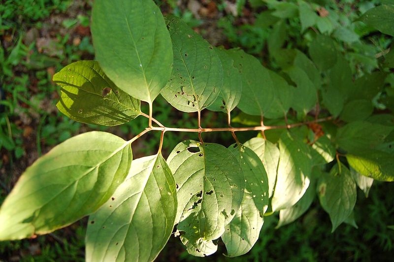 Roughleaf Dogwood