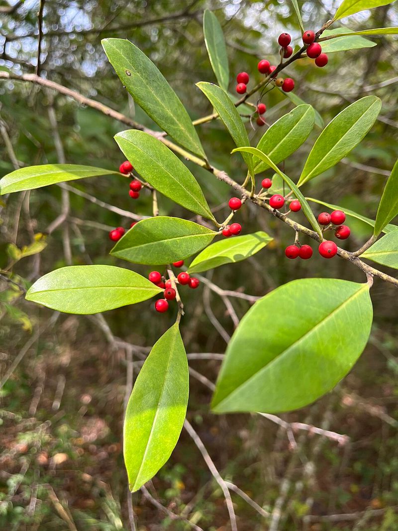 Dahoon Holly