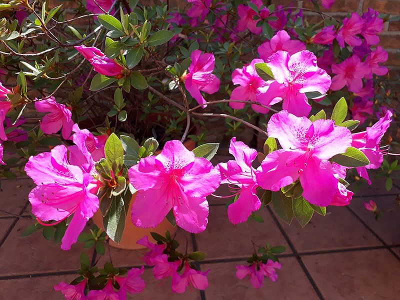 Azalea