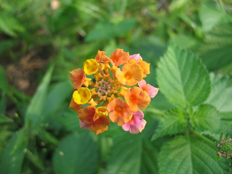 Lantana
