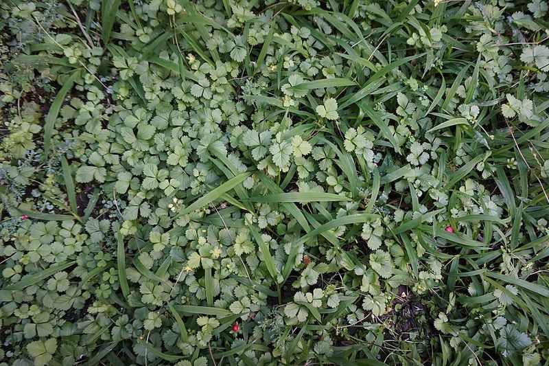 Pull weeds while the soil is still workable