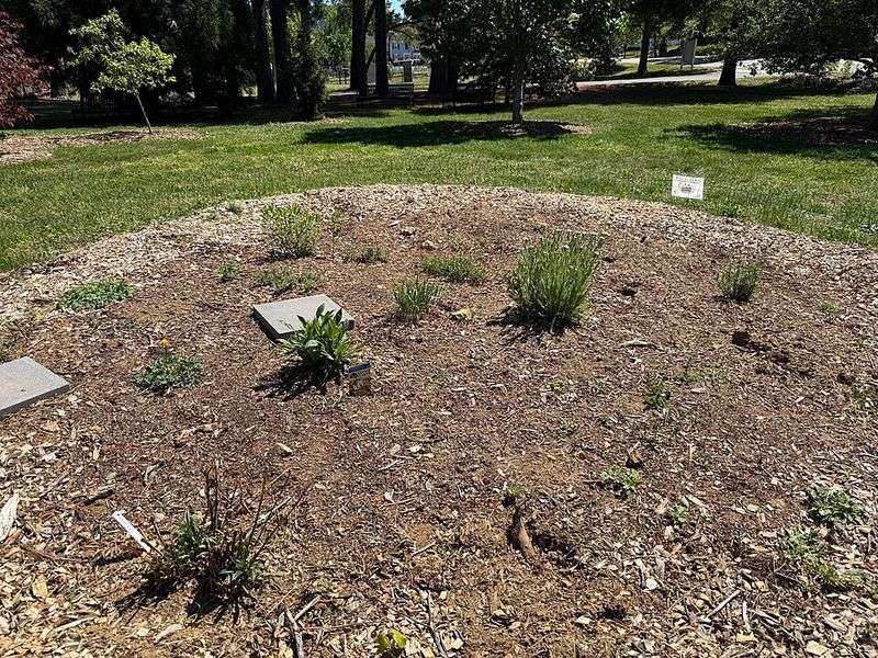 Replacing Thirsty Problem Plants