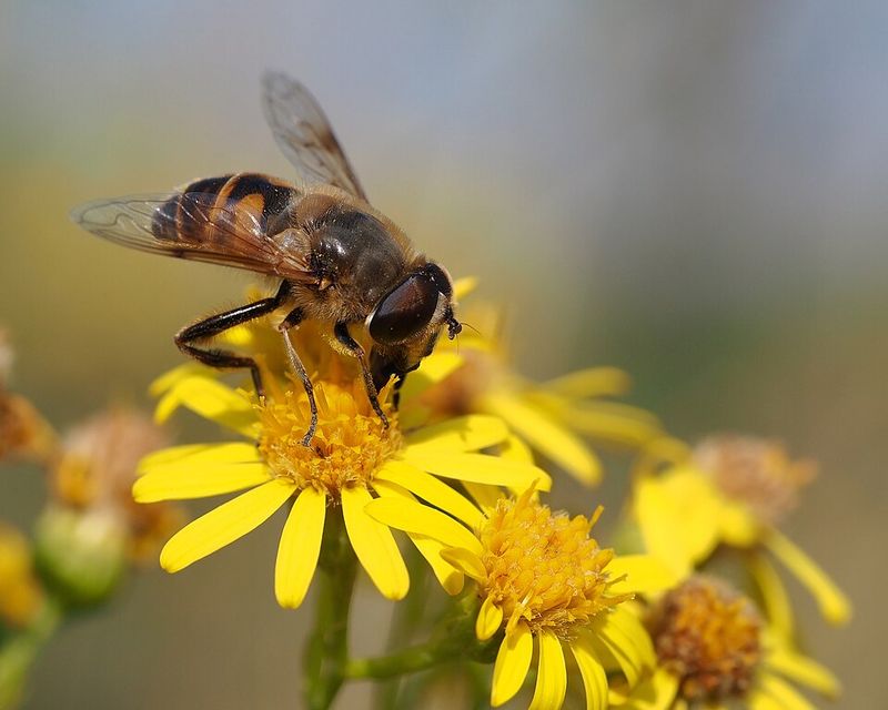 Plant in Pollinator-Friendly Color Blocks