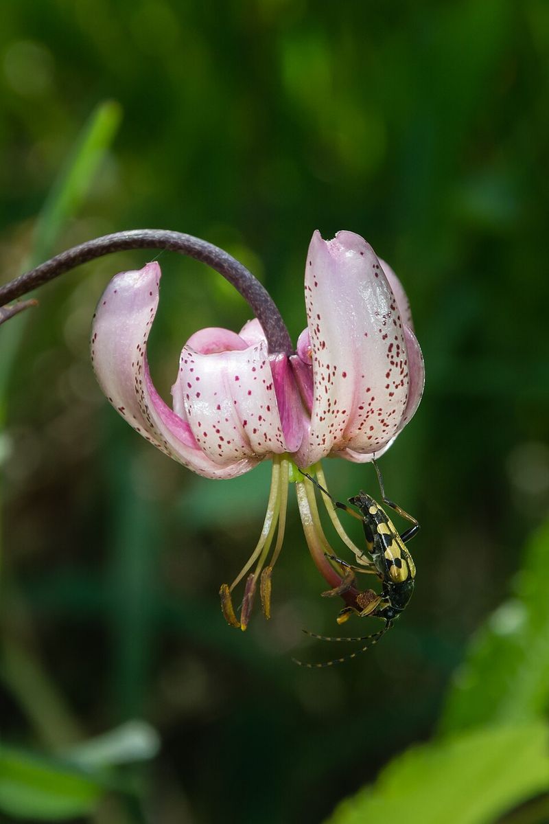 Turk's Cap