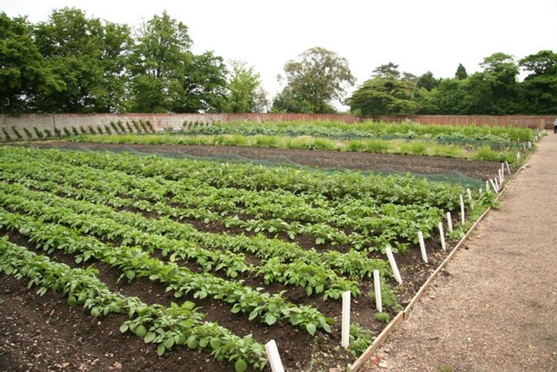 Earlier Routines Make Garden Problems Easier To Catch