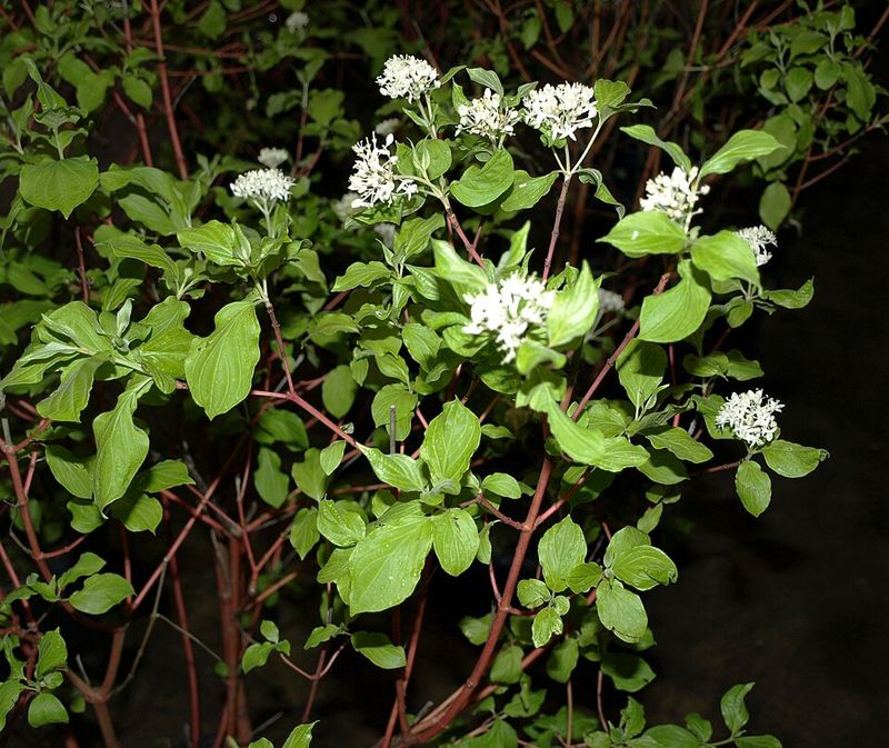 Red Twig Dogwood