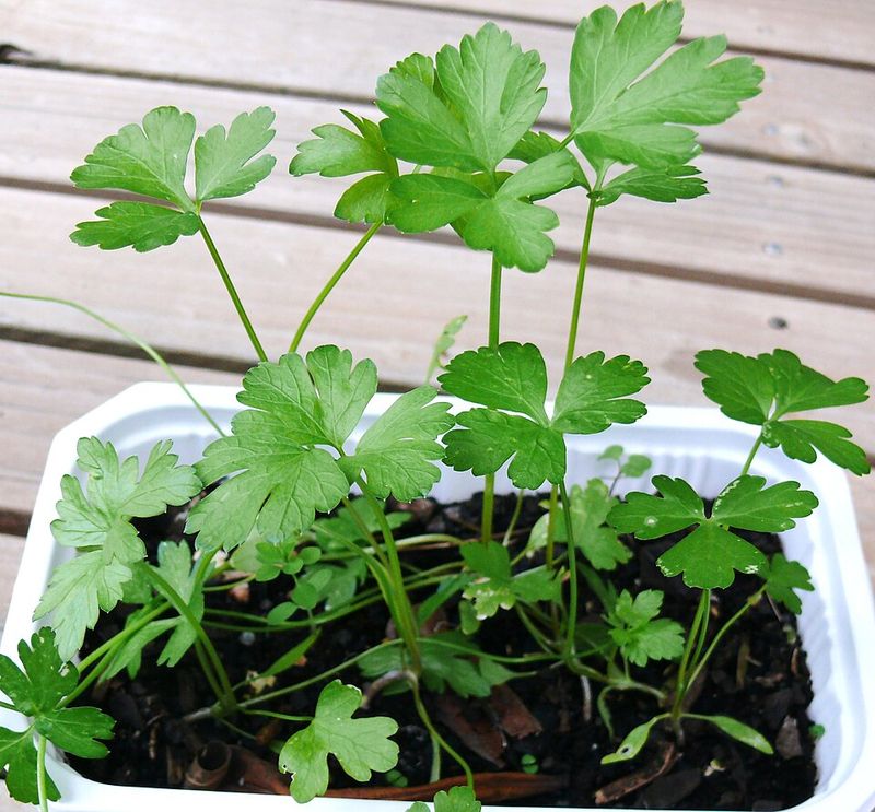 Parsley