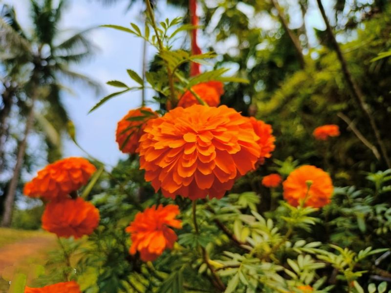 Marigolds