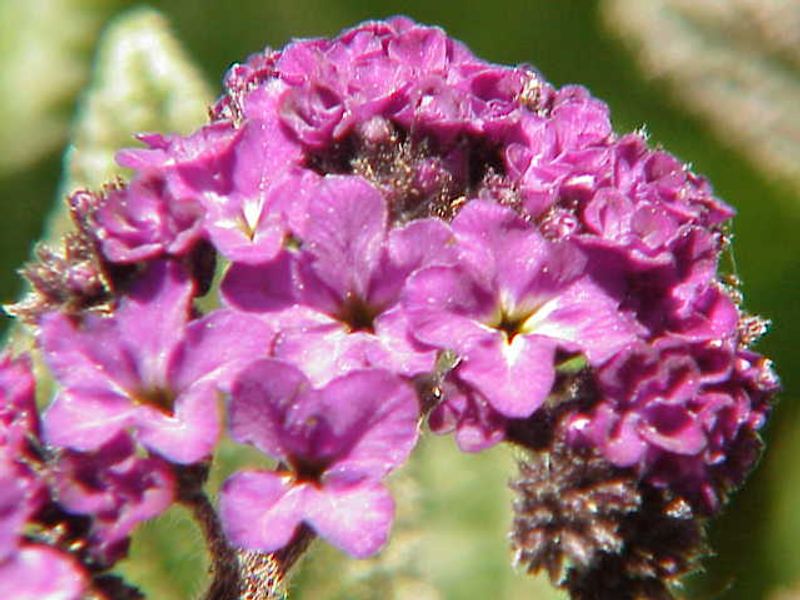 Heliotrope