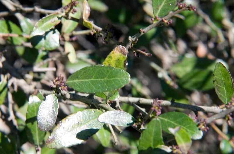 Dwarf Yaupon Holly