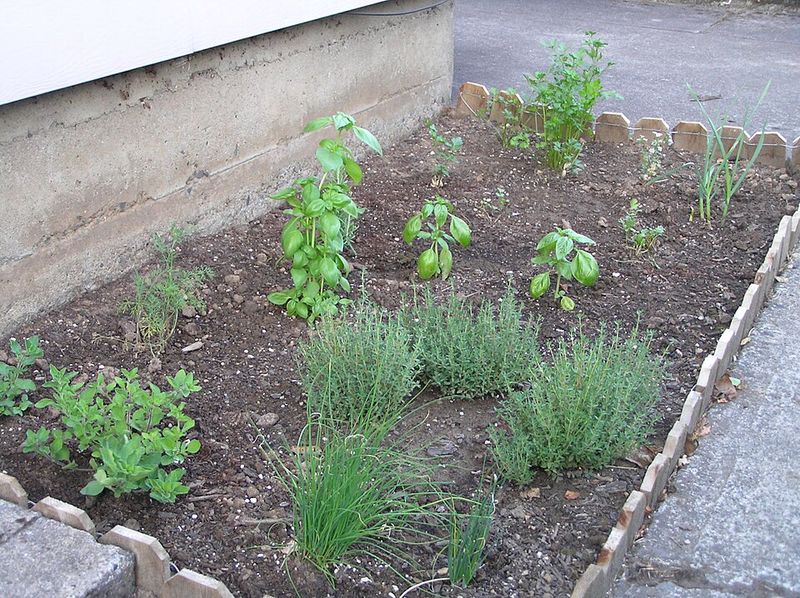 Chives and Cilantro