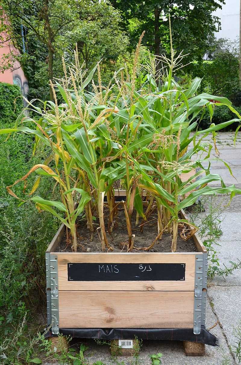 Grow Cover Crops In Resting Beds