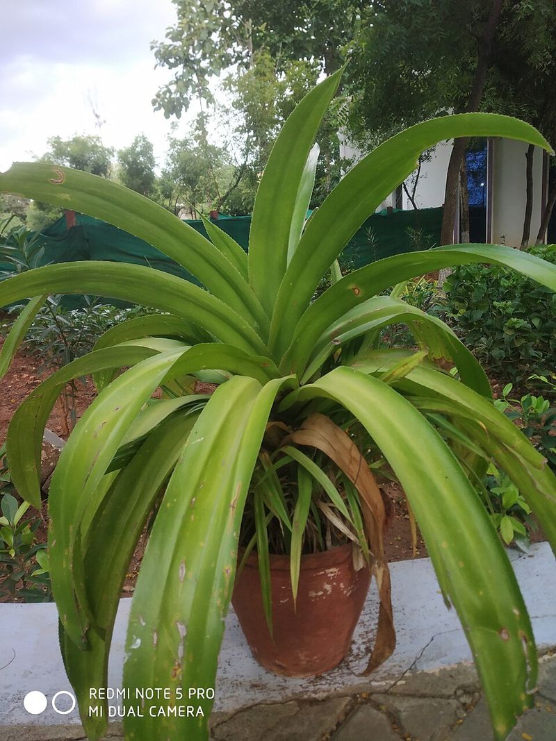 Trim Brown Tips And Old Leaves Before They Drain Energy
