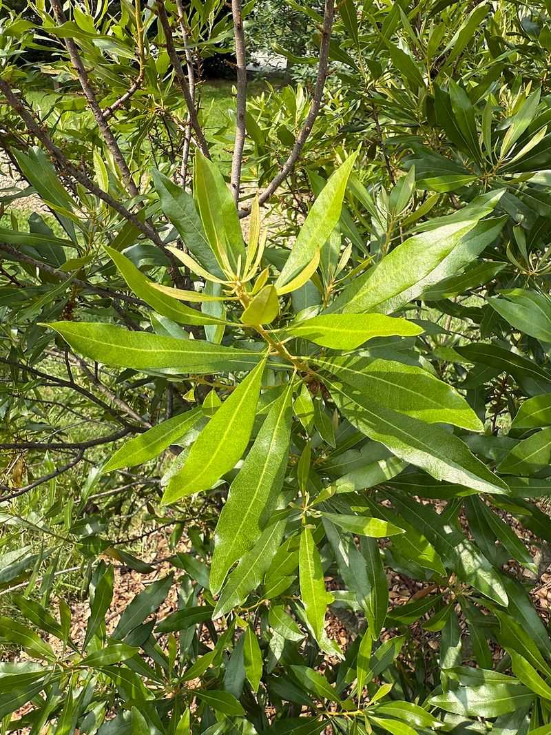 Wax Myrtle