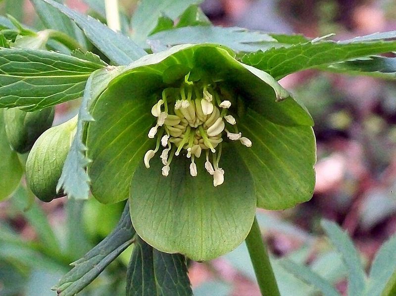 Hellebore