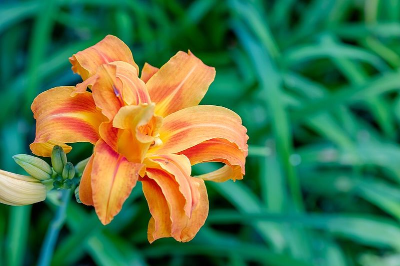 Daylily
