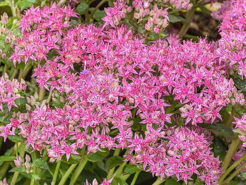 Sedum 'Autumn Joy'