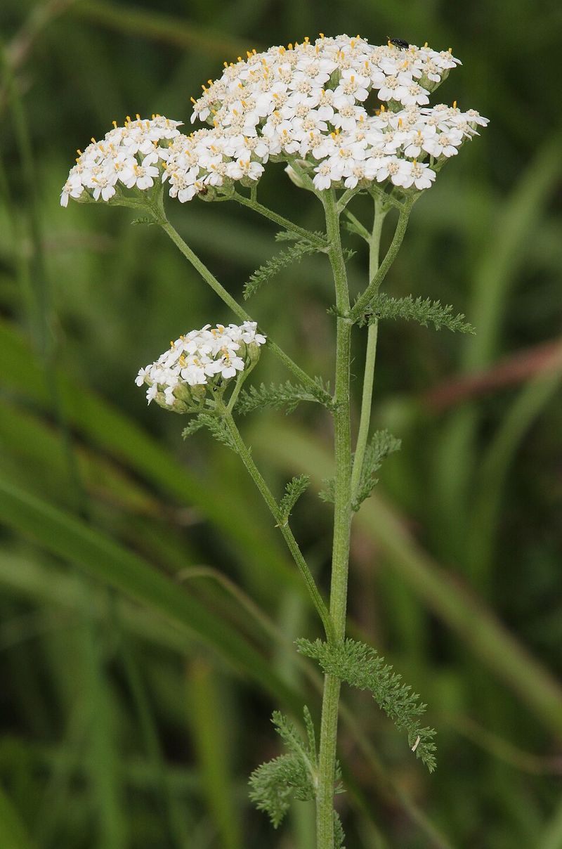 Yarrow