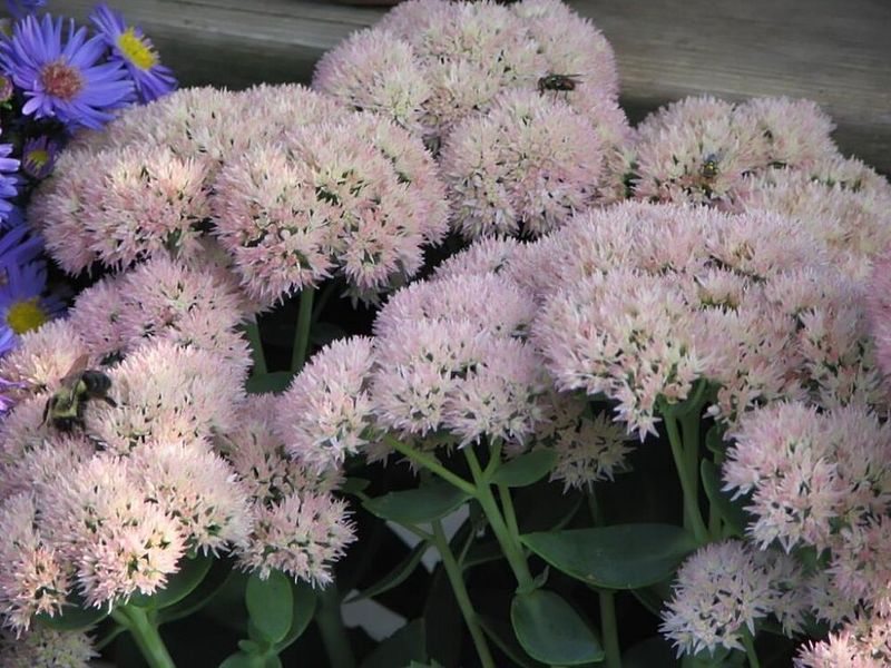 Sedum 'Autumn Joy'