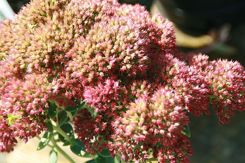 Autumn Joy Sedum