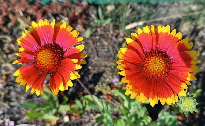 Blanket Flower